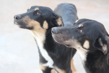MONCHERIE, Hund, Mischlingshund in Griechenland - Bild 3