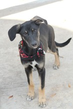 MONCHERIE, Hund, Mischlingshund in Griechenland - Bild 4