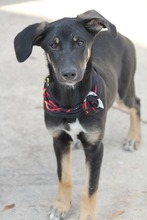 MONCHERIE, Hund, Mischlingshund in Griechenland - Bild 5