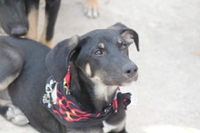 MONCHERIE, Hund, Mischlingshund in Griechenland - Bild 8