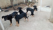MONCHERIE, Hund, Mischlingshund in Griechenland - Bild 9