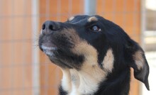 LOLLI, Hund, Mischlingshund in Griechenland