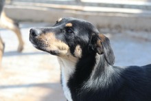 LOLLI, Hund, Mischlingshund in Griechenland - Bild 2