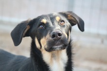 LOLLI, Hund, Mischlingshund in Griechenland - Bild 3