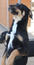 LOLLI, Hund, Mischlingshund in Griechenland - Bild 4