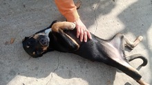 LOLLI, Hund, Mischlingshund in Griechenland - Bild 6