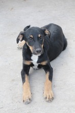 LOLLI, Hund, Mischlingshund in Griechenland - Bild 7