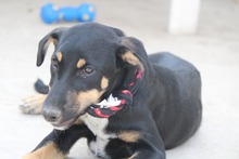 LOLLI, Hund, Mischlingshund in Griechenland - Bild 9