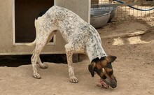 LAZARUS, Hund, Mischlingshund in Griechenland