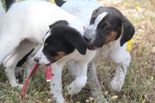 LAZARUS, Hund, Mischlingshund in Griechenland - Bild 11