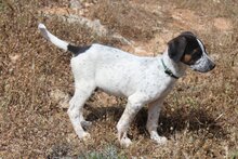 LAZARUS, Hund, Mischlingshund in Griechenland - Bild 12
