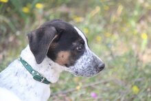LAZARUS, Hund, Mischlingshund in Griechenland - Bild 13