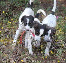 LAZARUS, Hund, Mischlingshund in Griechenland - Bild 14