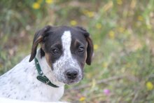 LAZARUS, Hund, Mischlingshund in Griechenland - Bild 15