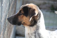 LAZARUS, Hund, Mischlingshund in Griechenland - Bild 2