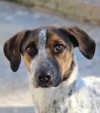 LAZARUS, Hund, Mischlingshund in Griechenland - Bild 3