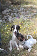LAZARUS, Hund, Mischlingshund in Griechenland - Bild 5