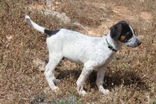 LAZARUS, Hund, Mischlingshund in Griechenland - Bild 7