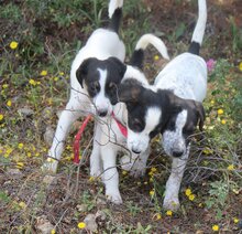LAZARUS, Hund, Mischlingshund in Griechenland - Bild 9