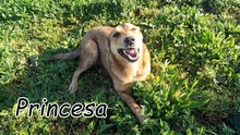 PRINCESA, Hund, Mischlingshund in Portugal