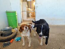 ARKAI, Hund, Mischlingshund in Spanien - Bild 2