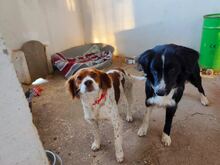 ARKAI, Hund, Mischlingshund in Spanien - Bild 6