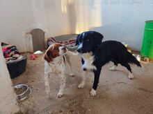 ARKAI, Hund, Mischlingshund in Spanien - Bild 7