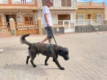 WOOLY, Hund, Mischlingshund in Lehe - Bild 9