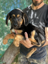 TONI, Hund, Mischlingshund in Griechenland - Bild 1