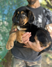 TONI, Hund, Mischlingshund in Griechenland - Bild 2