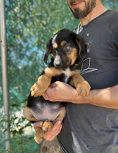 TONI, Hund, Mischlingshund in Griechenland - Bild 3