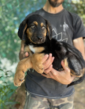 TONI, Hund, Mischlingshund in Griechenland - Bild 4