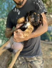 TONI, Hund, Mischlingshund in Griechenland - Bild 6
