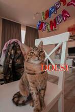 DOLSI, Katze, Europäisch Kurzhaar-Mix in Belgien - Bild 1