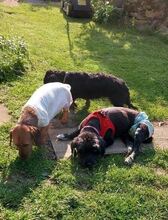 MURA, Hund, Mischlingshund in Büren - Bild 9