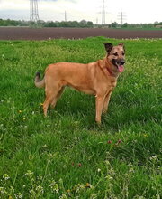 AMY, Hund, Deutscher Schäferhund-Mix in Lambsheim - Bild 1