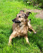 AMY, Hund, Deutscher Schäferhund-Mix in Lambsheim - Bild 15