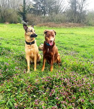 AMY, Hund, Deutscher Schäferhund-Mix in Lambsheim - Bild 16