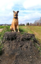 AMY, Hund, Deutscher Schäferhund-Mix in Lambsheim - Bild 18