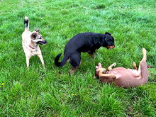 AMY, Hund, Deutscher Schäferhund-Mix in Lambsheim - Bild 3