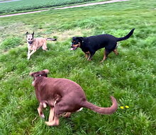 AMY, Hund, Deutscher Schäferhund-Mix in Lambsheim - Bild 4