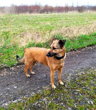 AMY, Hund, Deutscher Schäferhund-Mix in Lambsheim - Bild 5