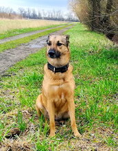 AMY, Hund, Deutscher Schäferhund-Mix in Lambsheim - Bild 9