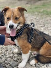 TORSTEN, Hund, Mischlingshund in Rumänien