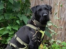 ZARA, Hund, Shar Pei in Harburg - Bild 2