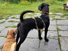 ZARA, Hund, Shar Pei in Harburg - Bild 3