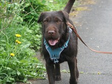 ZEB, Hund, Shar Pei in Bonn - Bild 9