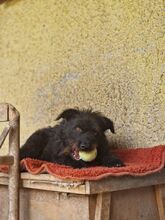 SCOTT, Hund, Mischlingshund in Slowakische Republik - Bild 10