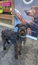 SCOTT, Hund, Mischlingshund in Slowakische Republik - Bild 11
