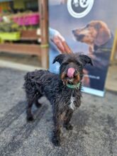 SCOTT, Hund, Mischlingshund in Slowakische Republik - Bild 12